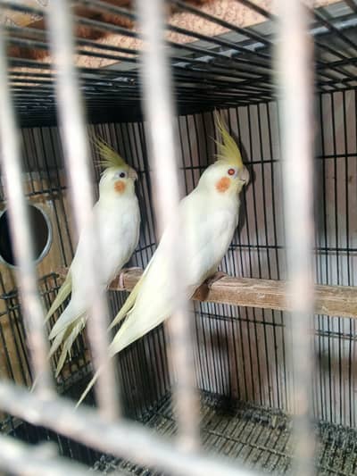 Cocktail breeder pair