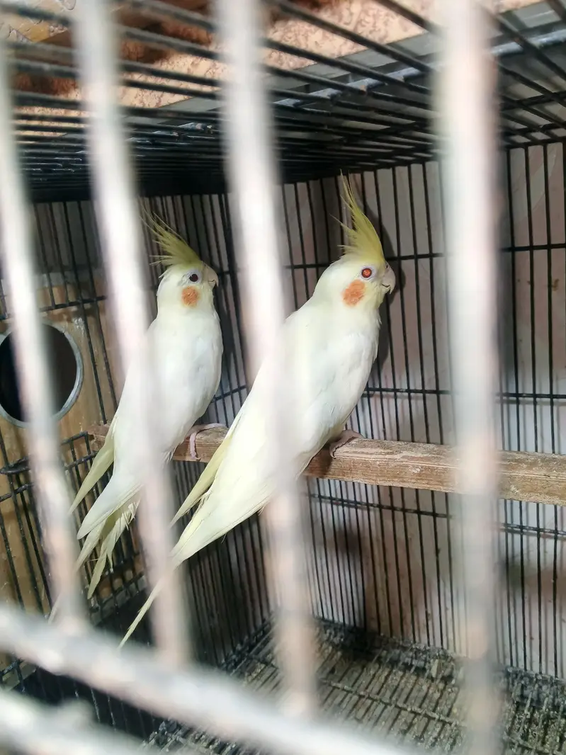 Cocktail breeder pair