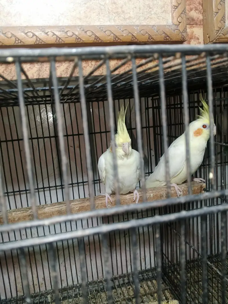 Cocktail breeder pair — photo 2