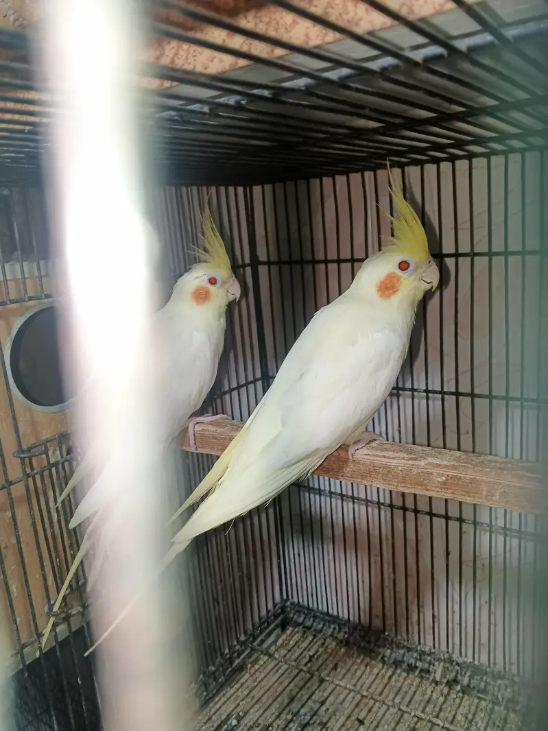 Cocktail breeder pair — photo 3