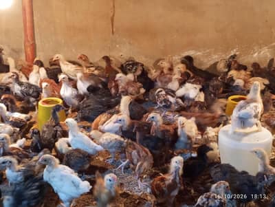 Golden misri chicks