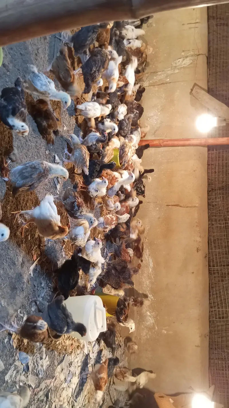 Golden misri chicks — photo 2