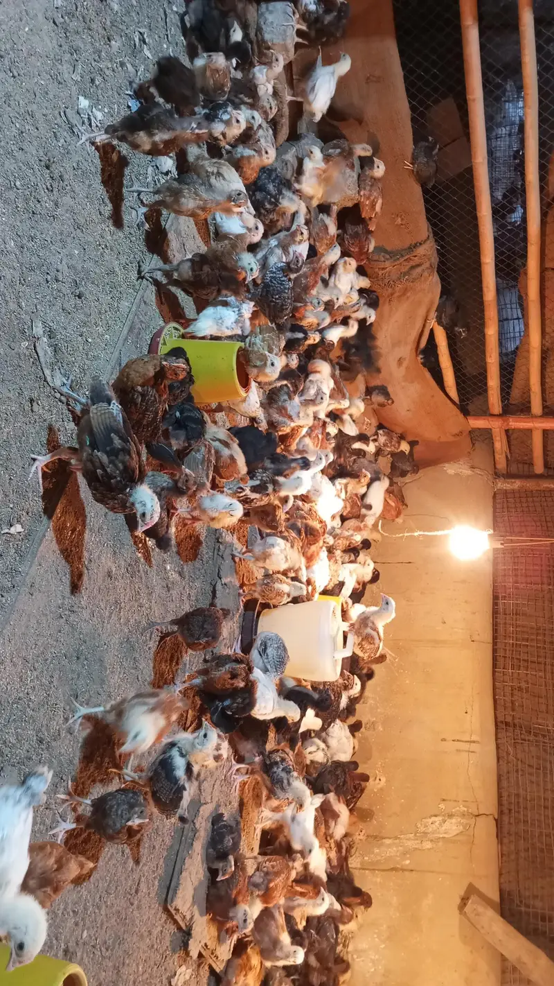 Golden misri chicks — photo 3