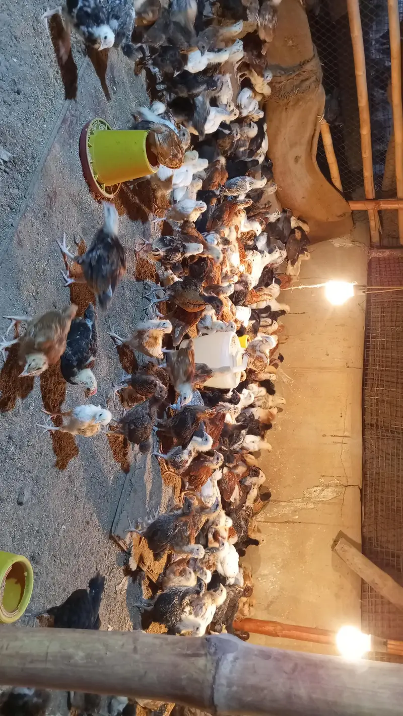 Golden misri chicks — photo 4
