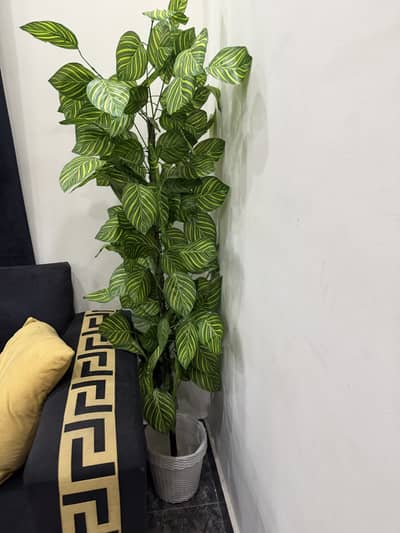 5 foot large plants!