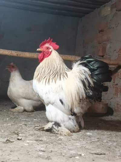 Light Columbian Cochine Bantan Male