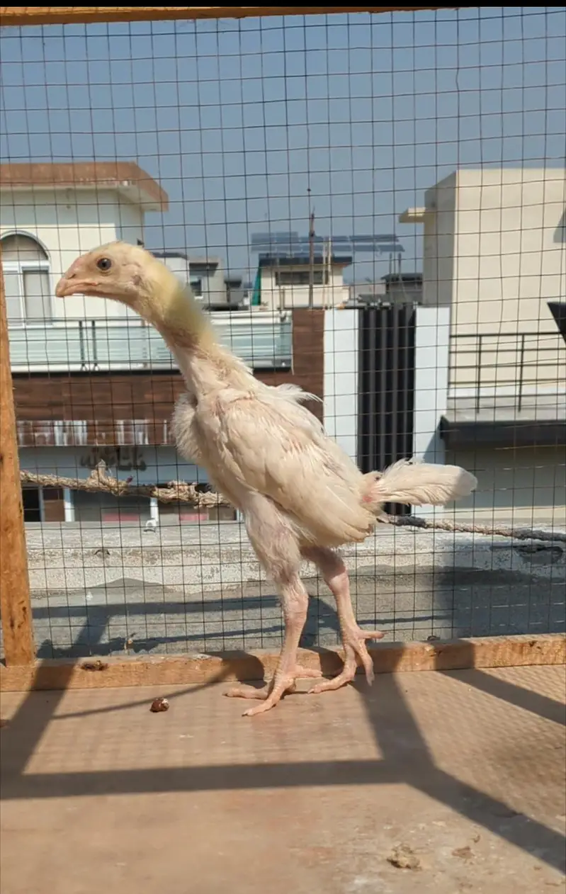 o shamo chicks| white shamo| german shamo| aseel chicks| shamo×veit — photo 2