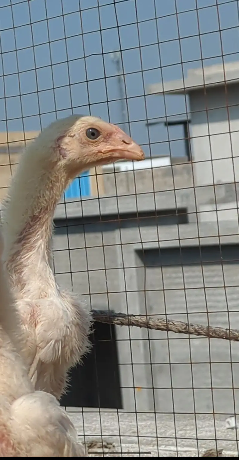 o shamo chicks| white shamo| german shamo| aseel chicks| shamo×veit — photo 3
