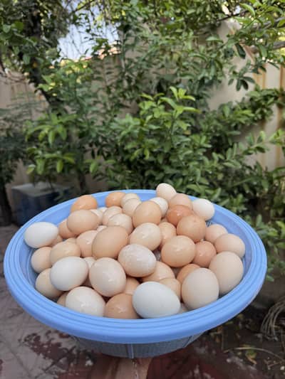 Organic desi eggs