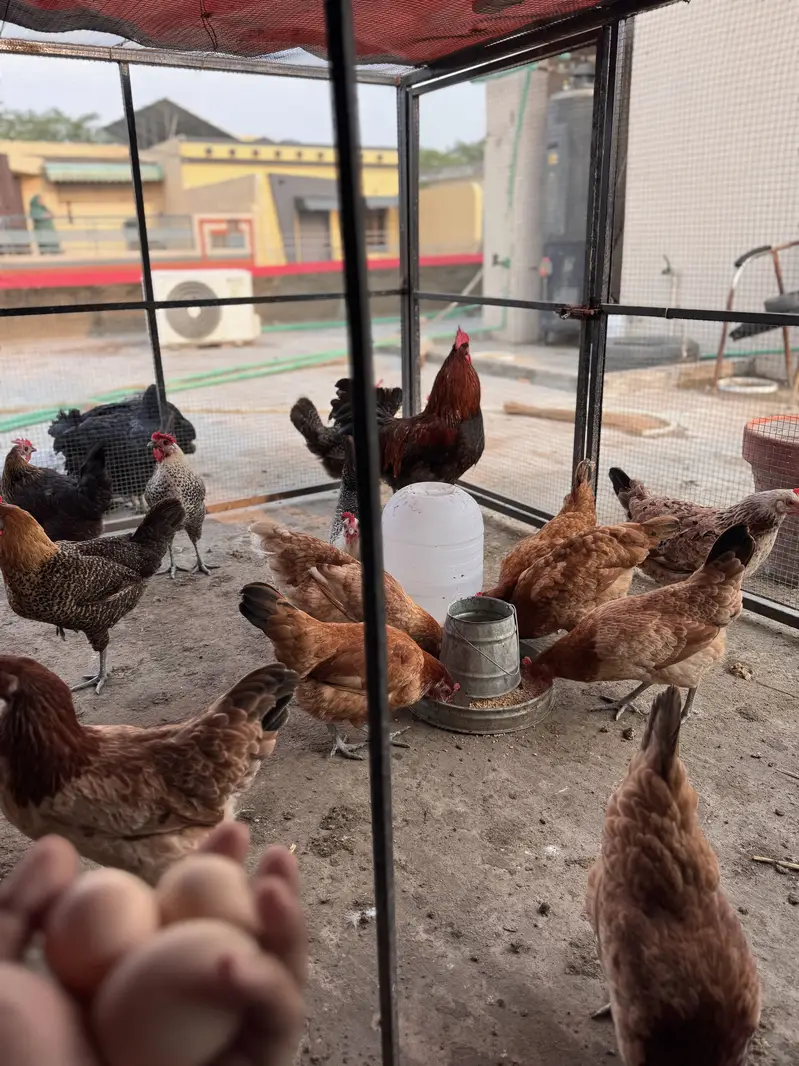 Organic desi eggs — photo 2