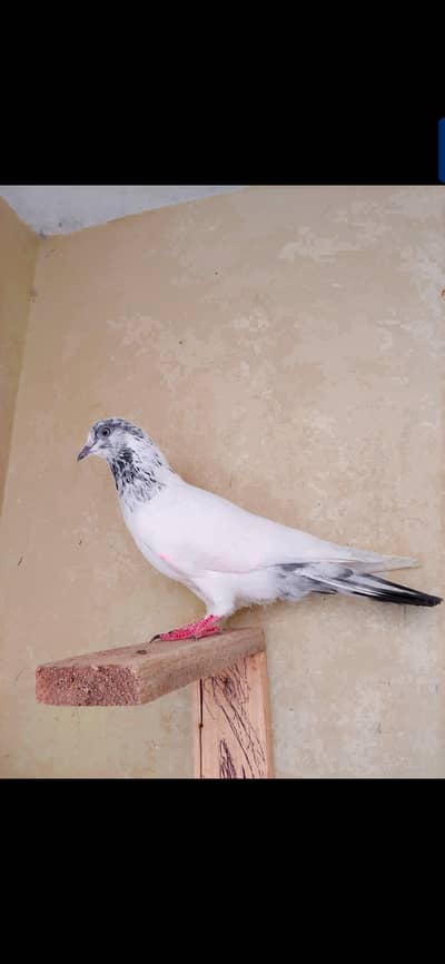 kabli Male for sale .