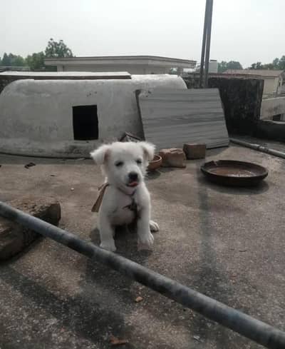 russain dog