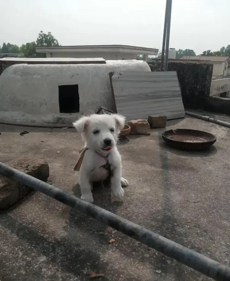 russain dog