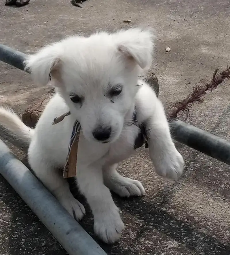 russain dog — photo 2