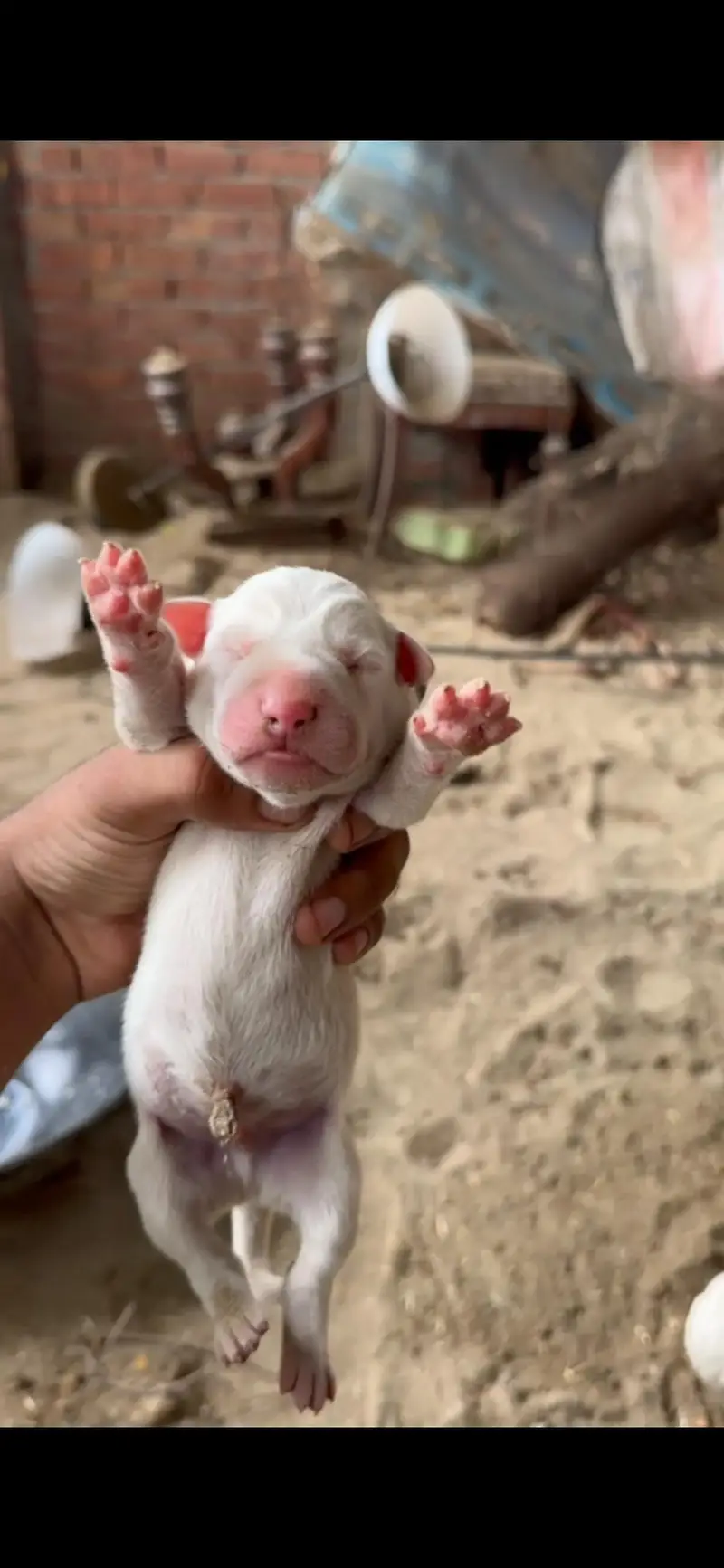 bull terrier