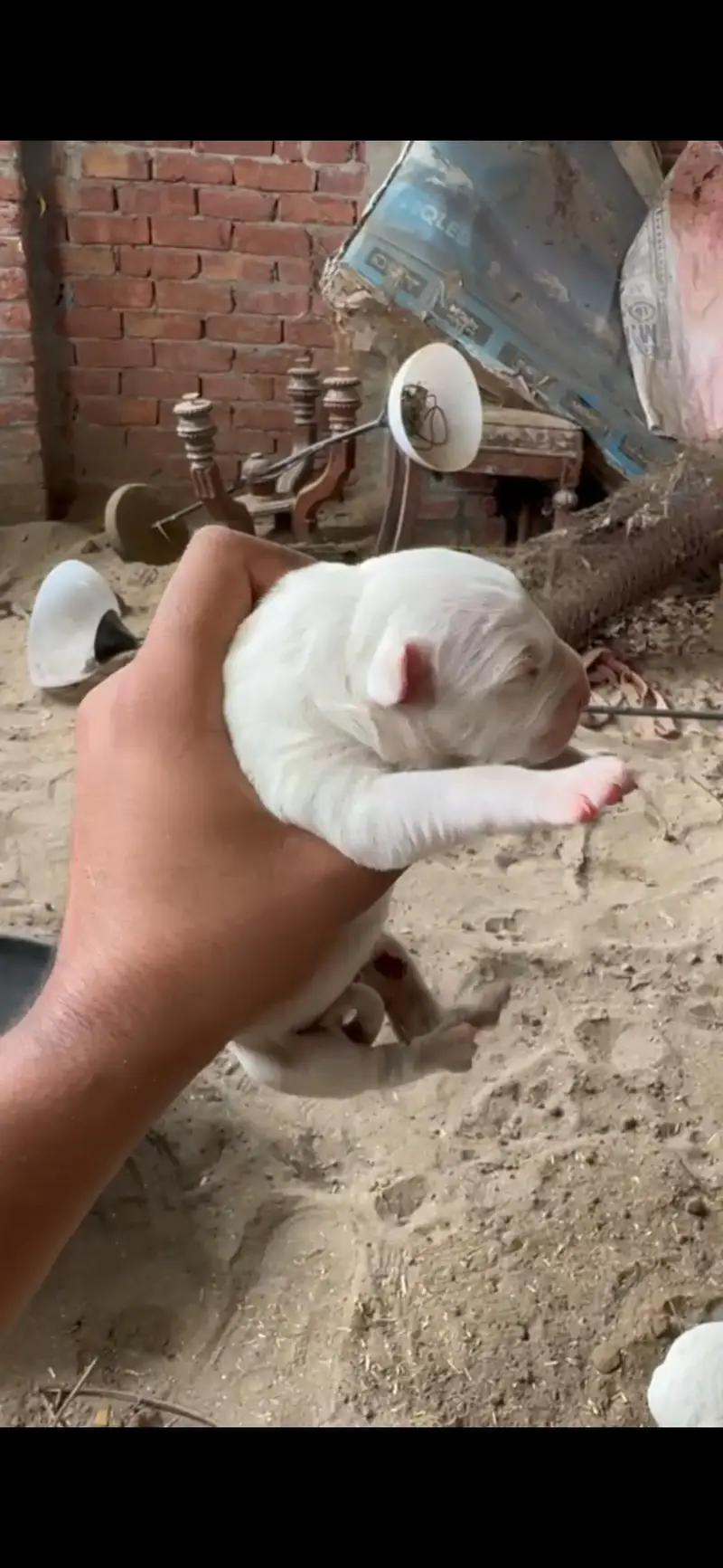bull terrier — photo 2