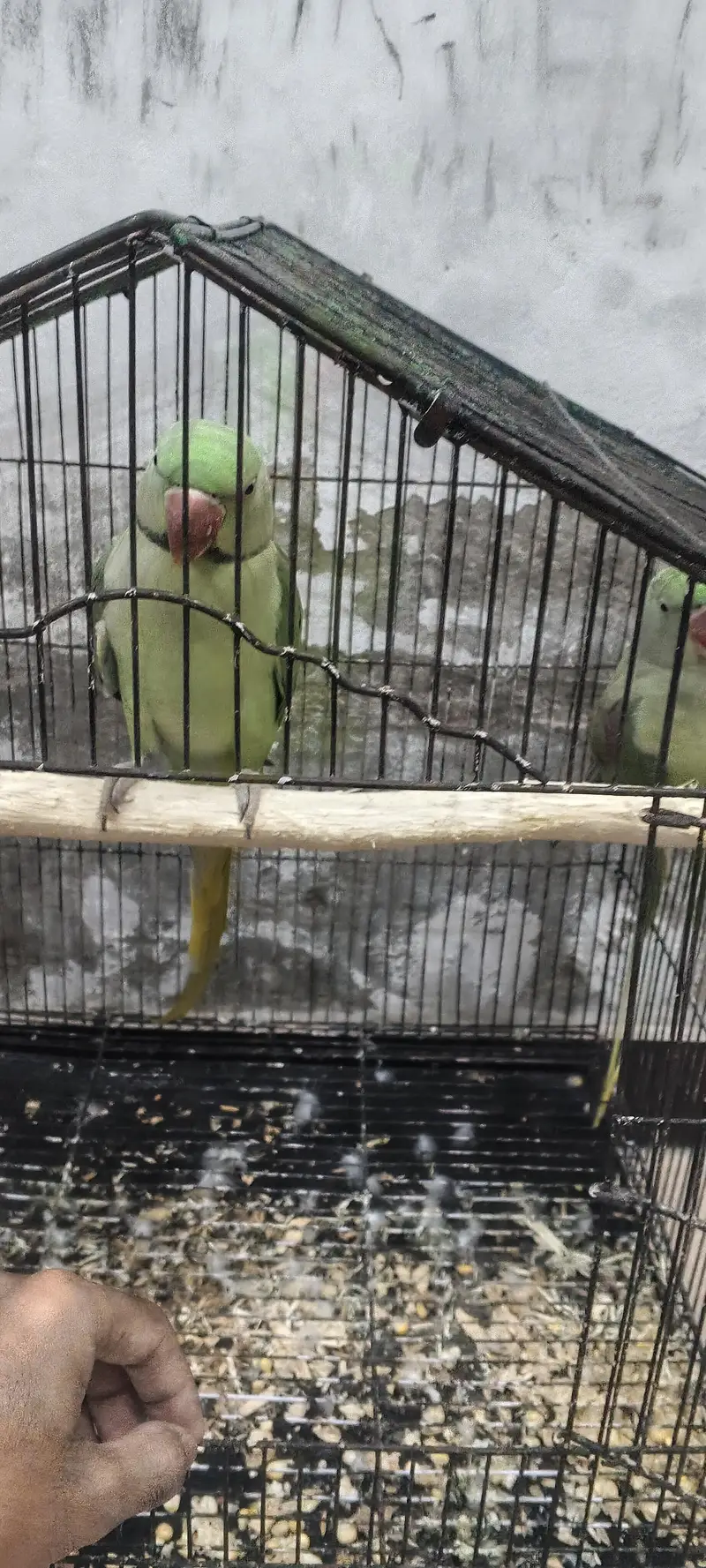Healthy raa perots hyn — photo 2