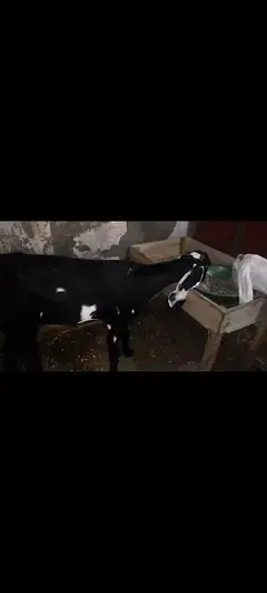 Betal Bakri