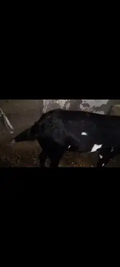 Betal Bakri — photo 3