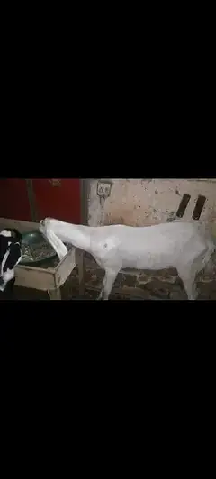 Betal Bakri — photo 4