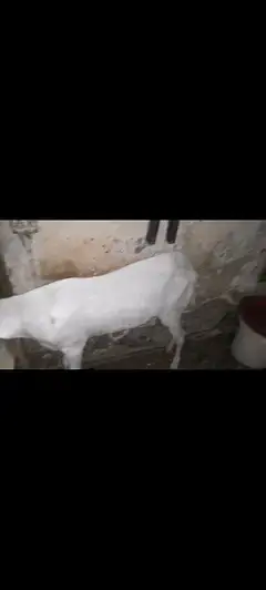 Betal Bakri — photo 6