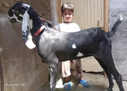 Betal Bakri