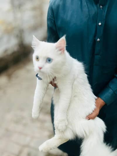 White Persian Cat Odd Eyes - Litter Trained