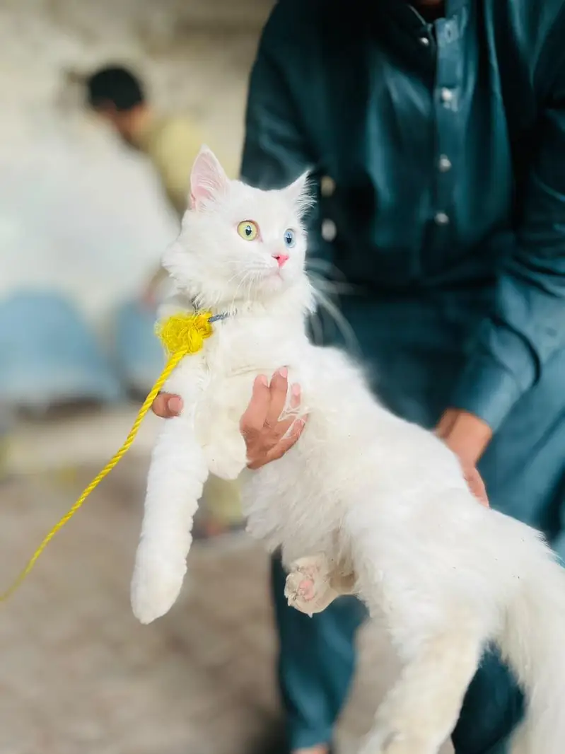 White Persian Cat Odd Eyes - Litter Trained — photo 2