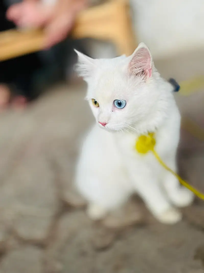 White Persian Cat Odd Eyes - Litter Trained — photo 3