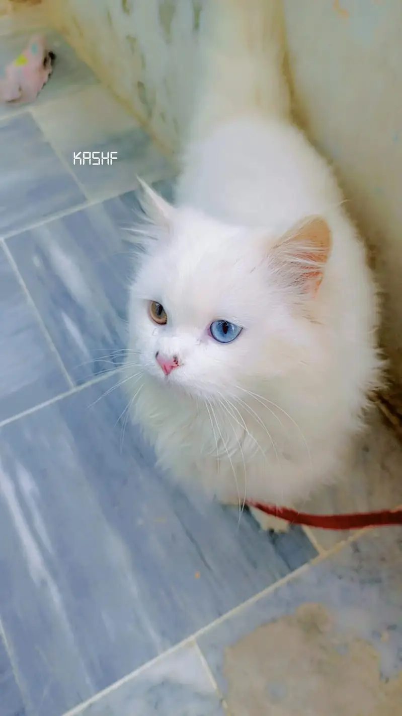 White Persian Cat Odd Eyes - Litter Trained — photo 4