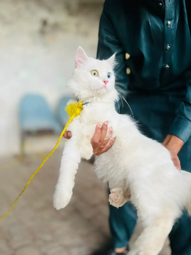 White Persian Cat Odd Eyes - Litter Trained — photo 5