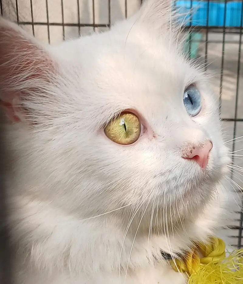 White Persian Cat Odd Eyes - Litter Trained — photo 6