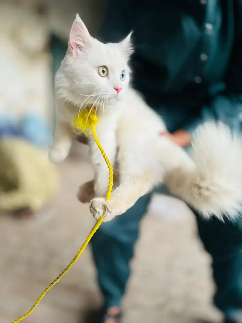 White Persian Cat Odd Eyes - Litter Trained — photo 7