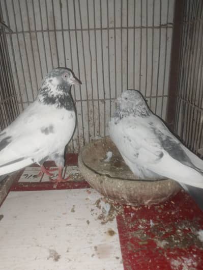 kabli pigeon