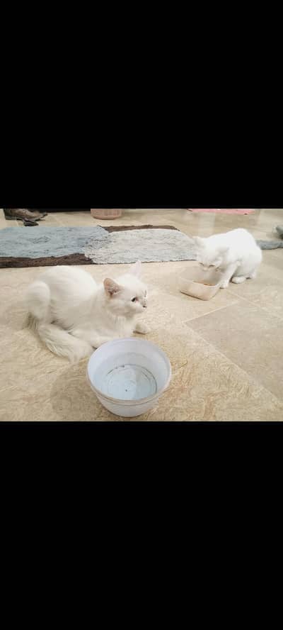 white pair persian cats