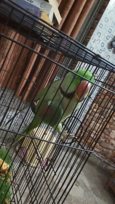 Raw Parrot hand tail something something taking bhe krta hai 0