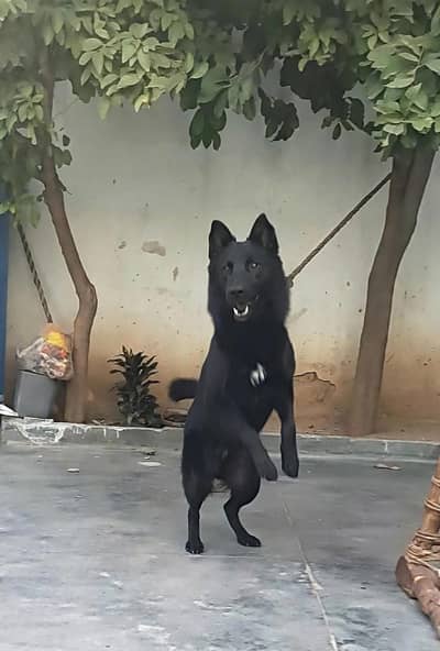 Black German Shepherd