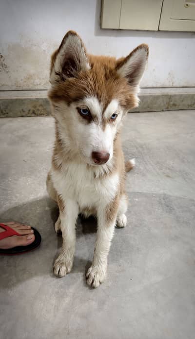 Siberian husky for sale