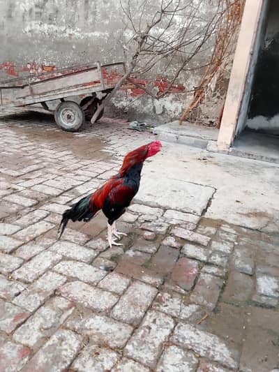 aseel mianwali murga