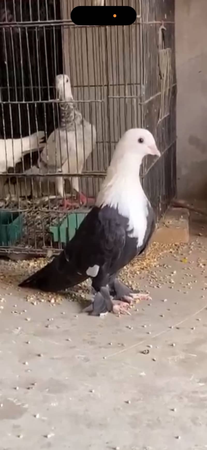 Karbalai 5