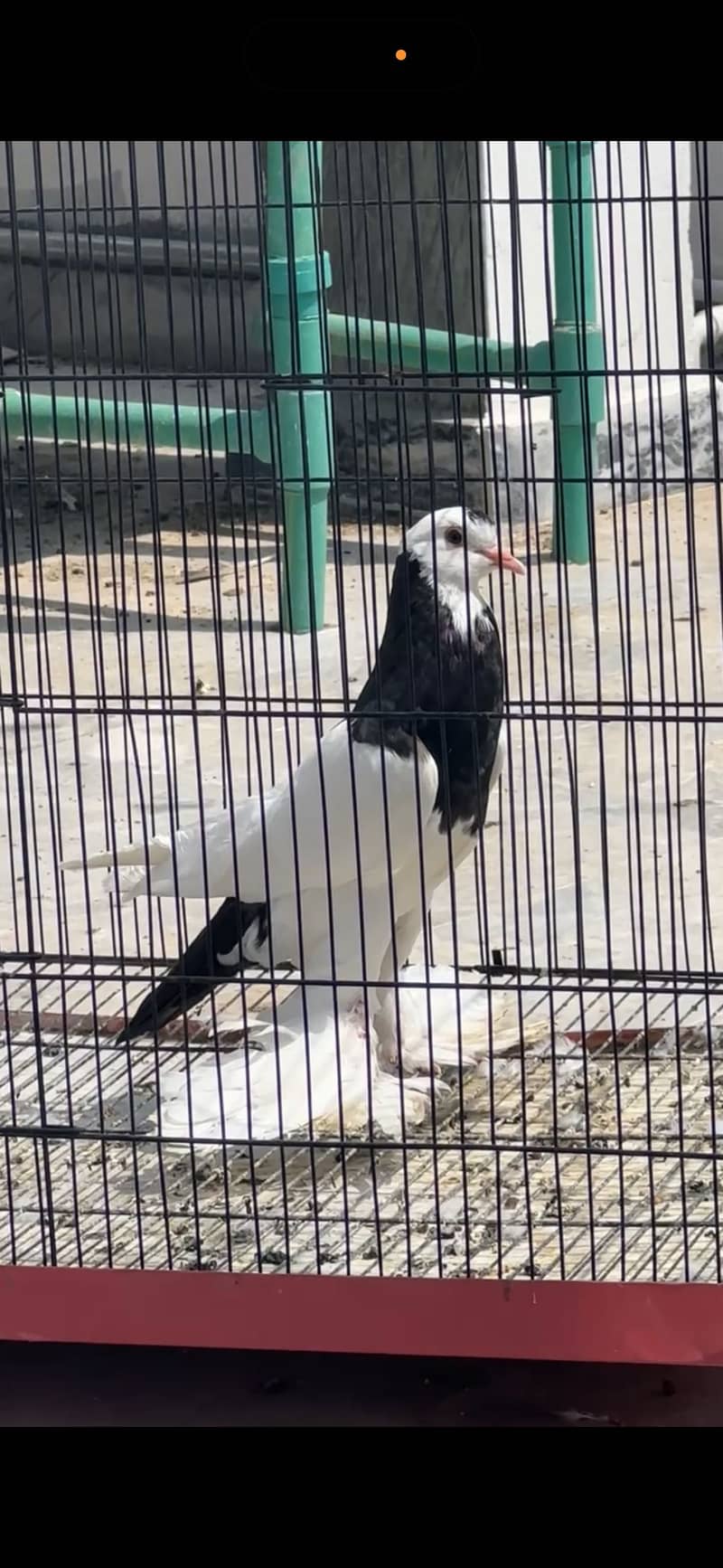 Karbalai 6