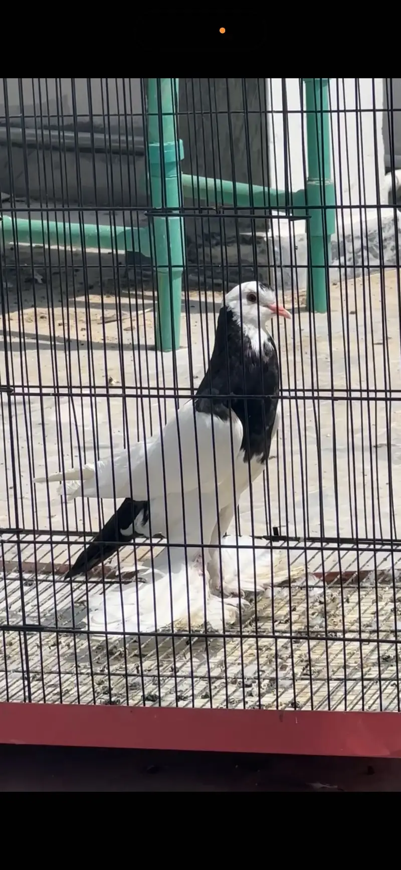 Karbalai — photo 7