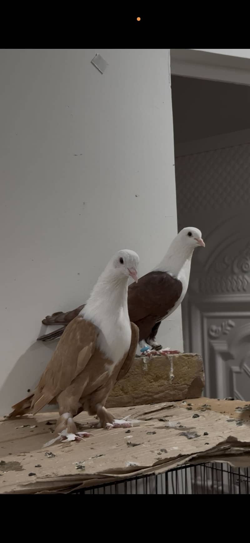 Karbalai 8