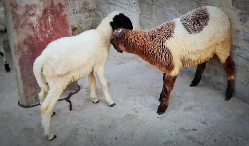 2 male sheep for sale