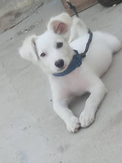 russain dog