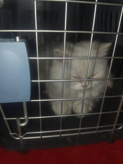 Cat Available for Adoption / Rehoming