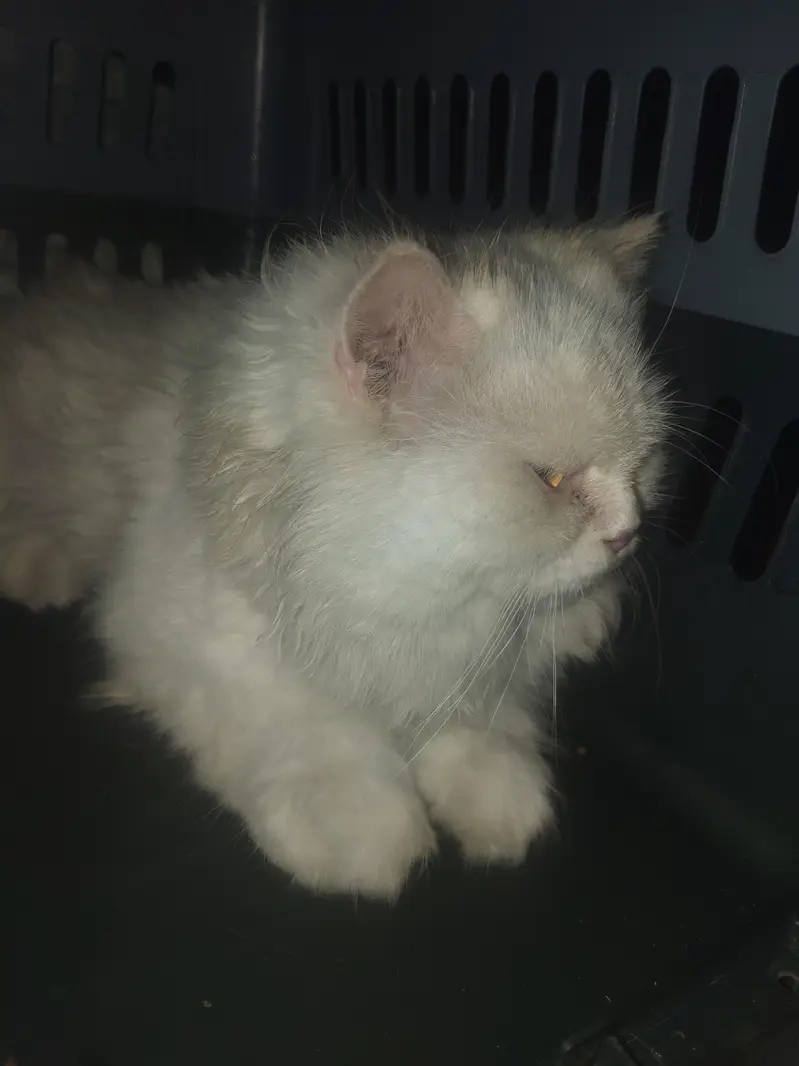 Cat Available for Adoption / Rehoming — photo 2