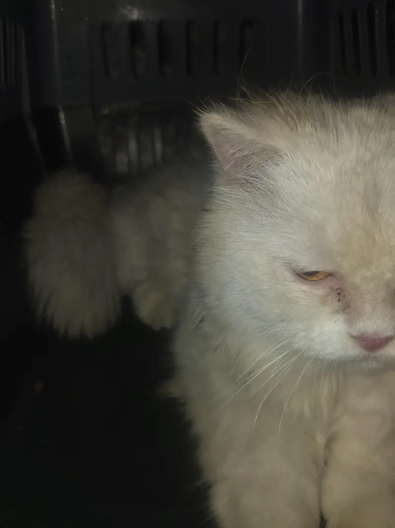 Cat Available for Adoption / Rehoming — photo 3
