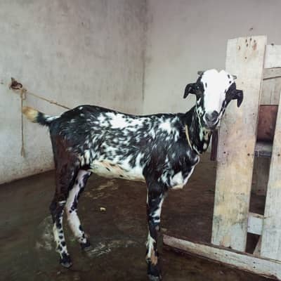 Teddy bakri bakra for sale