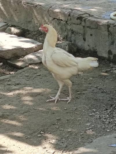 Heera Aseel maadi